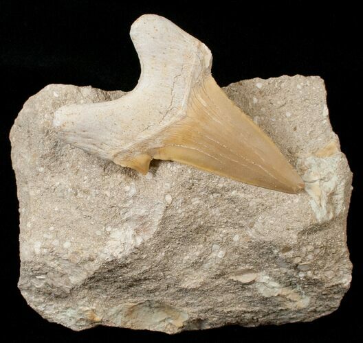 Otodus Shark Tooth Fossil In Matrix #18182